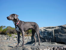 Load image into Gallery viewer, salty-paws-red-tropical-floral-dog-collar-beach-large-dog-hibiscus-flowers-paradise
