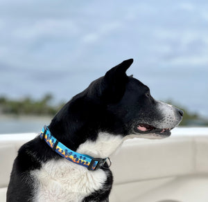 sunset palm cool design large dog collar on black and white dog repreve webbing salty paws 