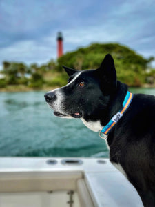surf stripe orange blue black dog collar on black large dog with inlet lighthouse background collar is made from repreve recycled plastic bottle fabric
