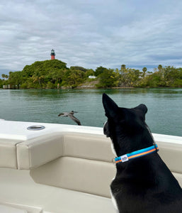 large black dog on boat with jupiter lighthouse  and pelican background salty paws surf stripe dog collar blue orange black dog collar made from repreve recycled plastic bottle fabric 