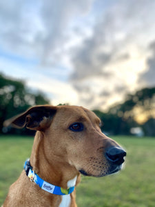 blue cool dog collar brown medium dog  in park