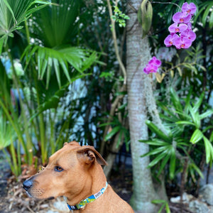 salty paws hawaiian dog collar blue plumeria print brown medium dog tropical orchid